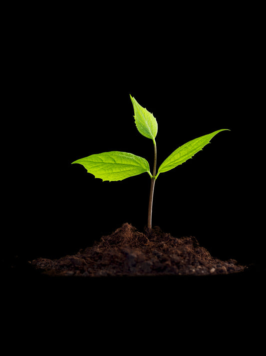 The Tree Already Exists in the Seed: Your Reality Is Catching Up
